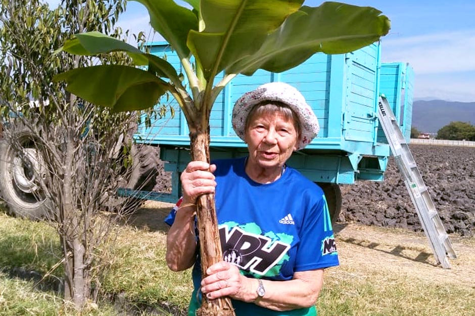 volunteer harvesting giant crop